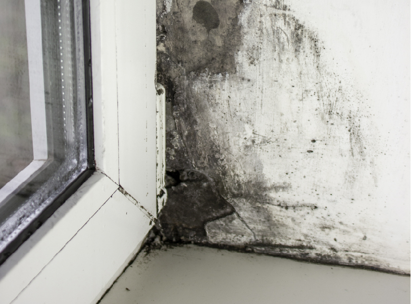 mold-near-windows-fungus-walls-house-01